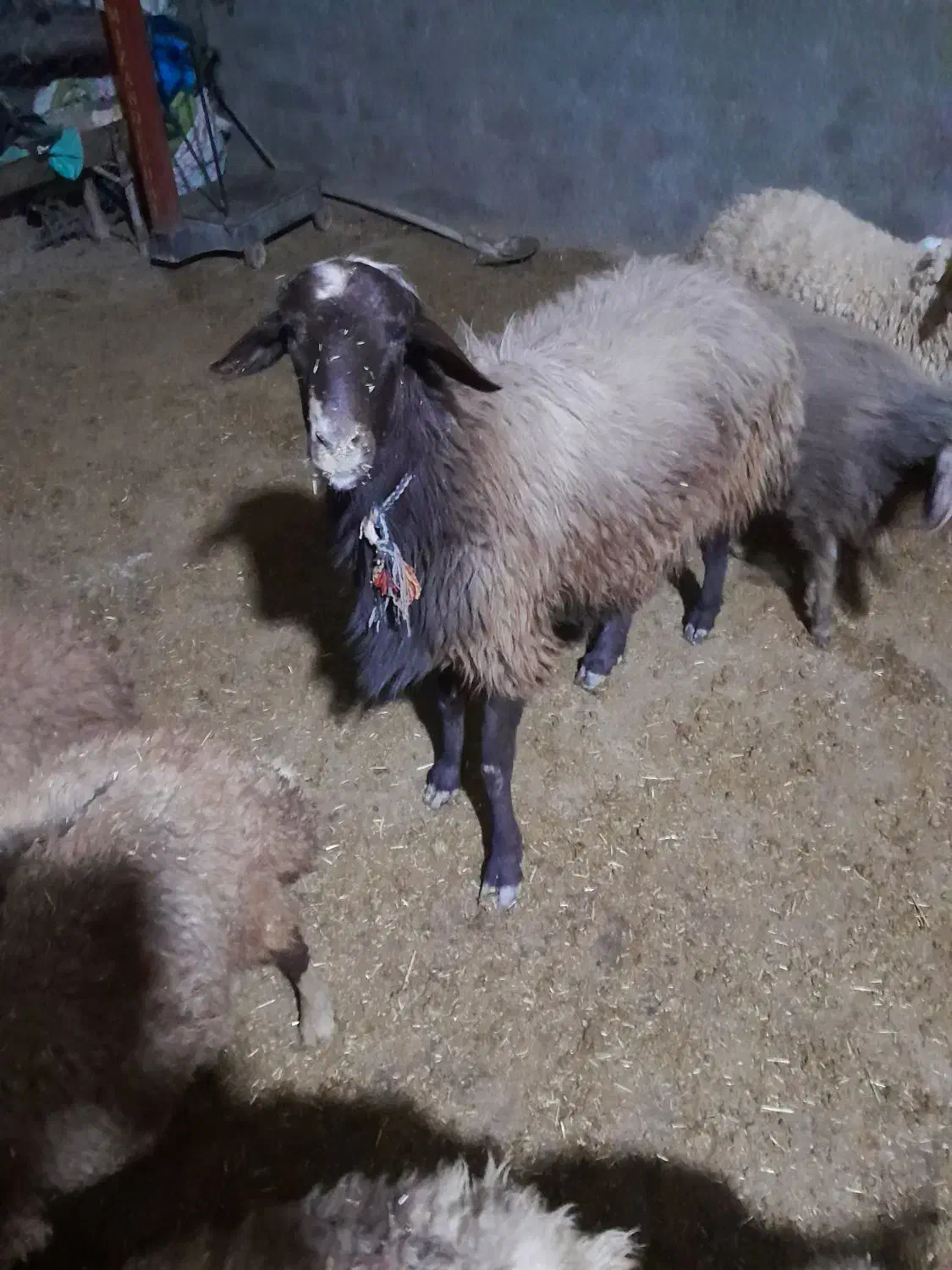 یک عدد قوچ سه شیره تخمی خوشتیپ|حیوانات مزرعه|کوهدشت, |دیوار