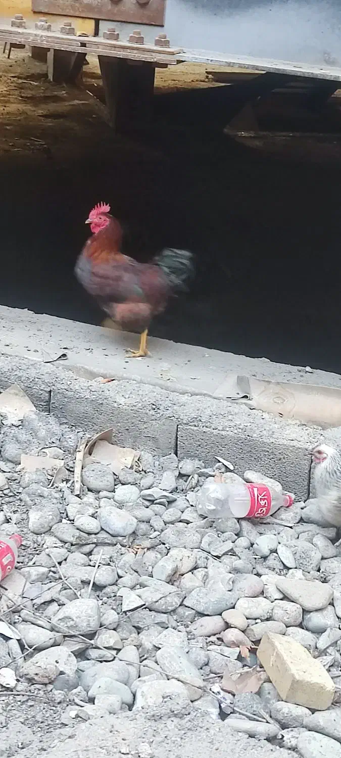 مرغ و خروس|حیوانات مزرعه|تهران, منیریه|دیوار