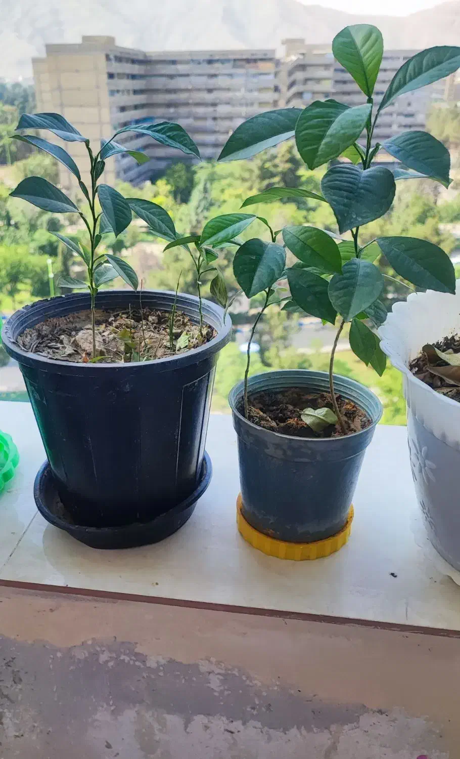 انواع گل|گل و گیاه طبیعی|فولادشهر, B2|دیوار