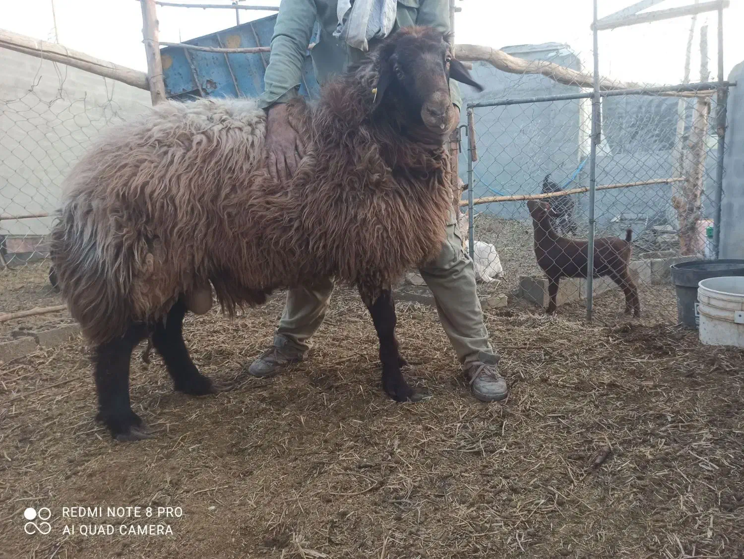 قوچ ۲ ساله|حیوانات مزرعه|ورزنه, |دیوار