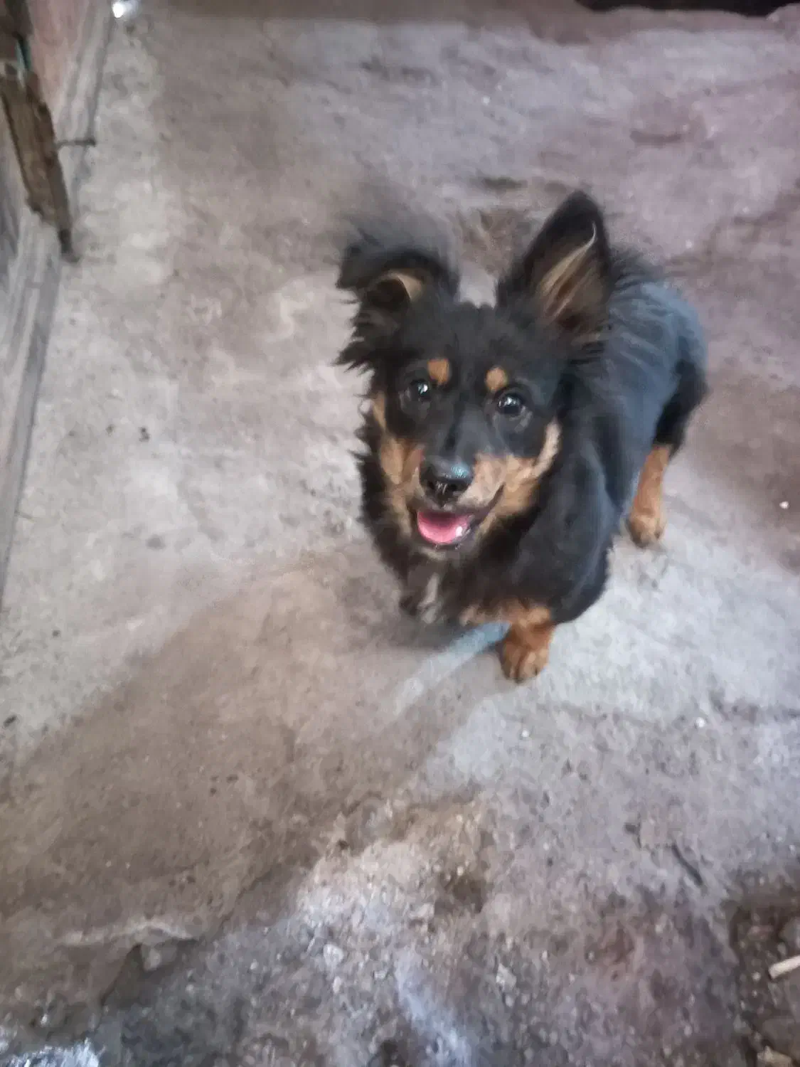 فروش دو عدد سگ|سگ|بم, |دیوار