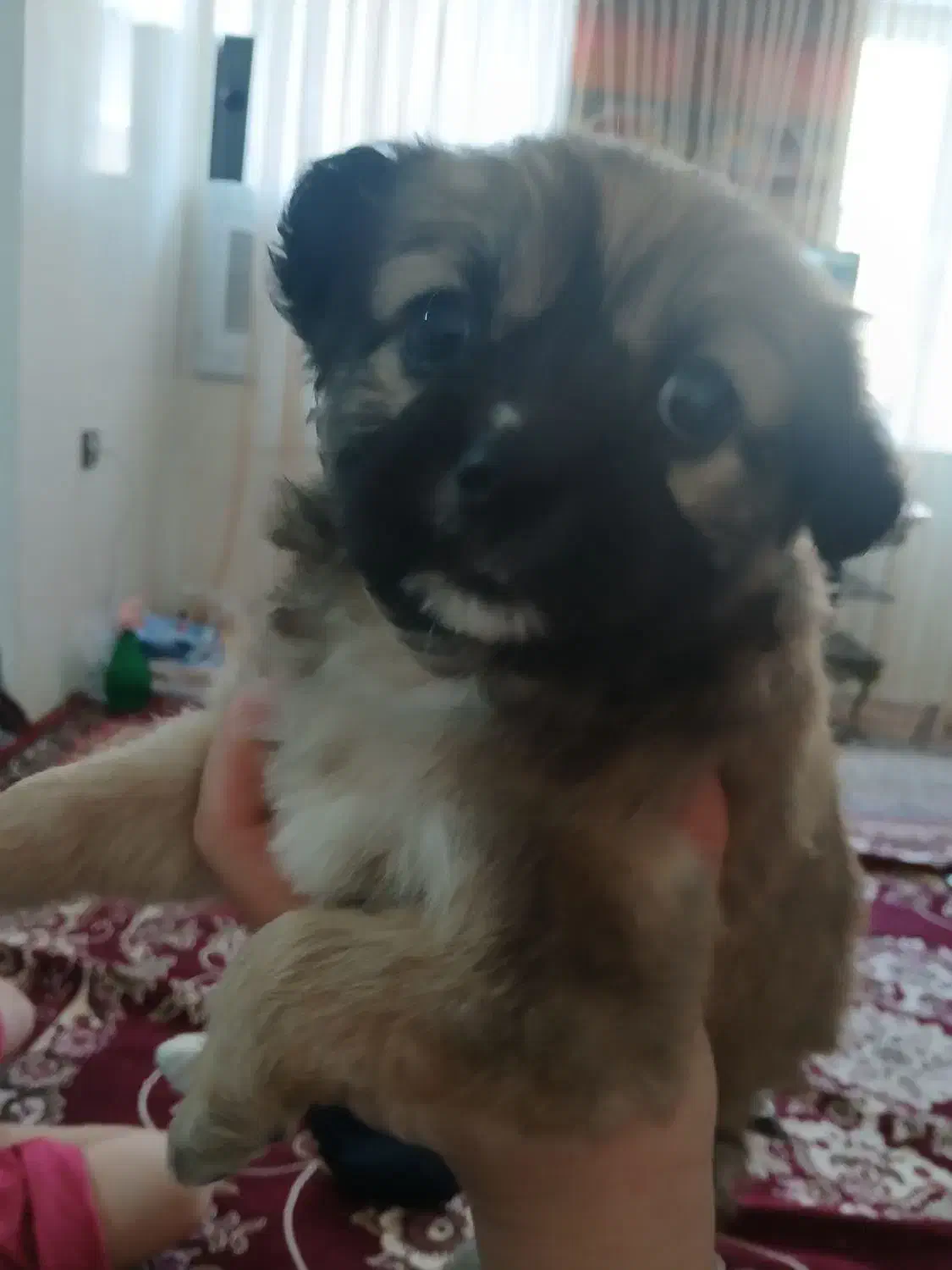 سگ شیتزو|سگ|ارومیه, |دیوار