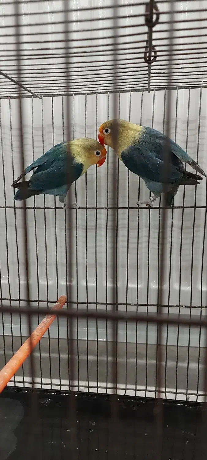 طوطی کوتوله|پرنده|مشهد, دانشجو|دیوار