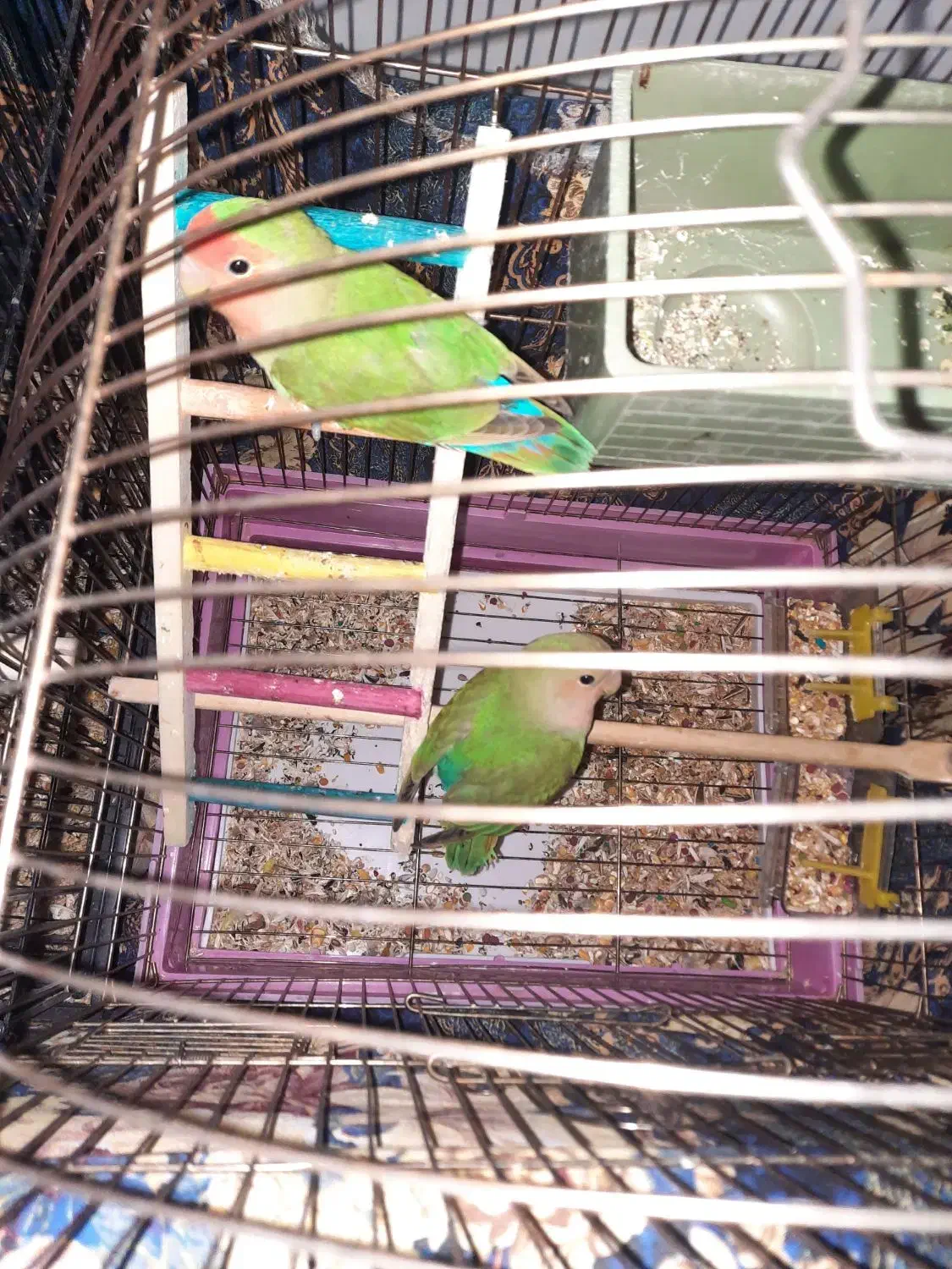 جوجه طوطی برزیلی|پرنده|اسلام‌شهر, شهرک انبیا|دیوار