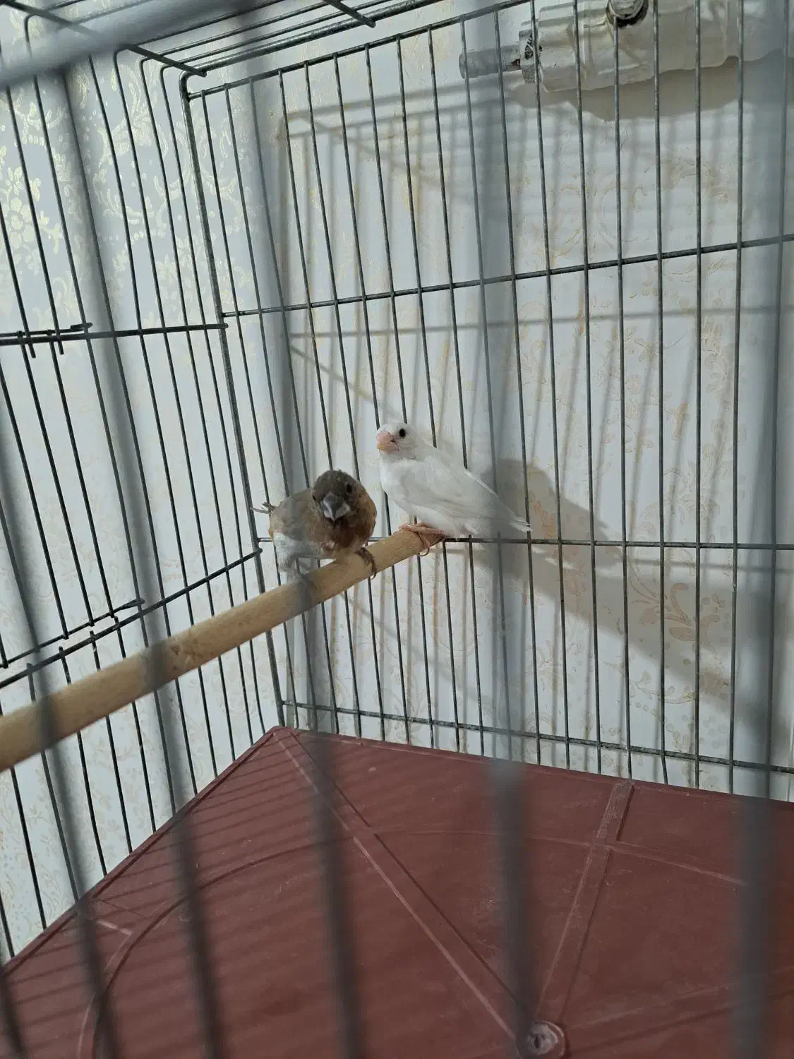 فنچ نرگسی شکلاتی با ۶تا جوجه .قناری مست|پرنده|شیراز, تندگویان|دیوار