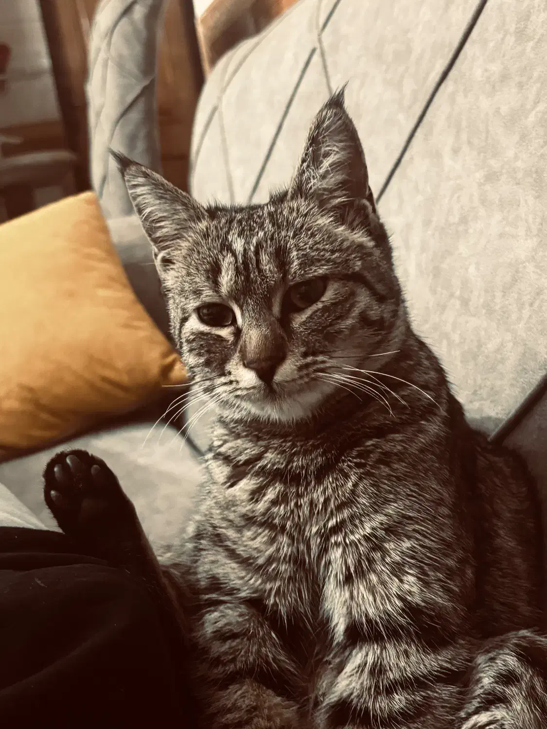 واگذاری گربه|گربه|شهرکرد, |دیوار