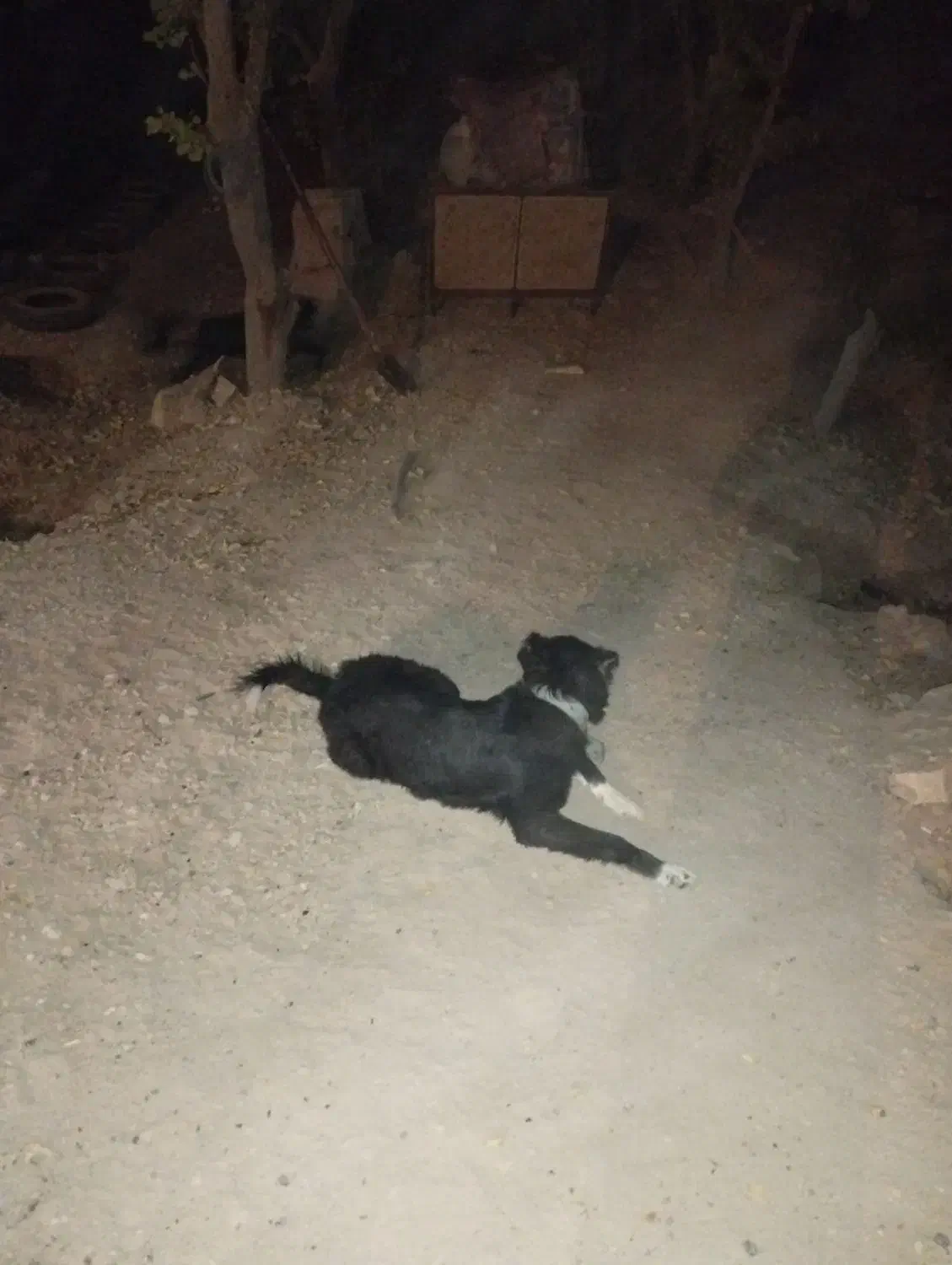 سگ خبر کن جوان|سگ|خمینی‌شهر, |دیوار