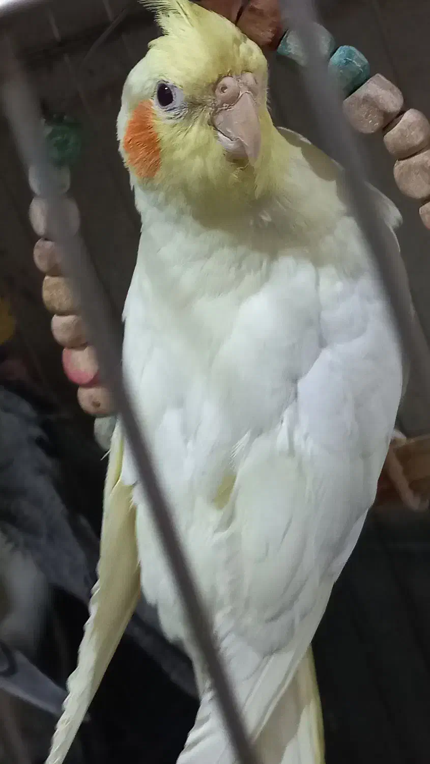 فروش تعدادی عروس هلندی سالم|پرنده|صباشهر, |دیوار