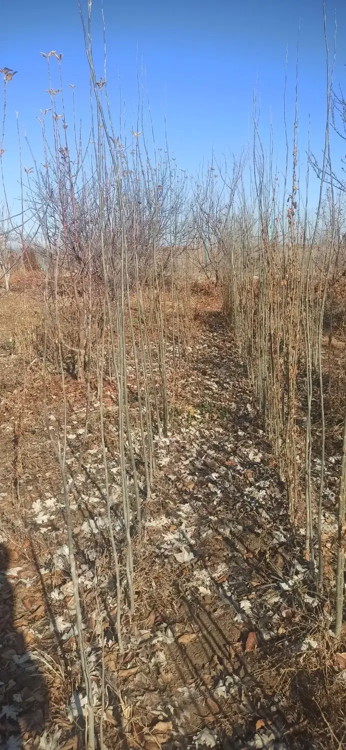 کبوده دوساله|گل و گیاه طبیعی|میاندوآب, |دیوار