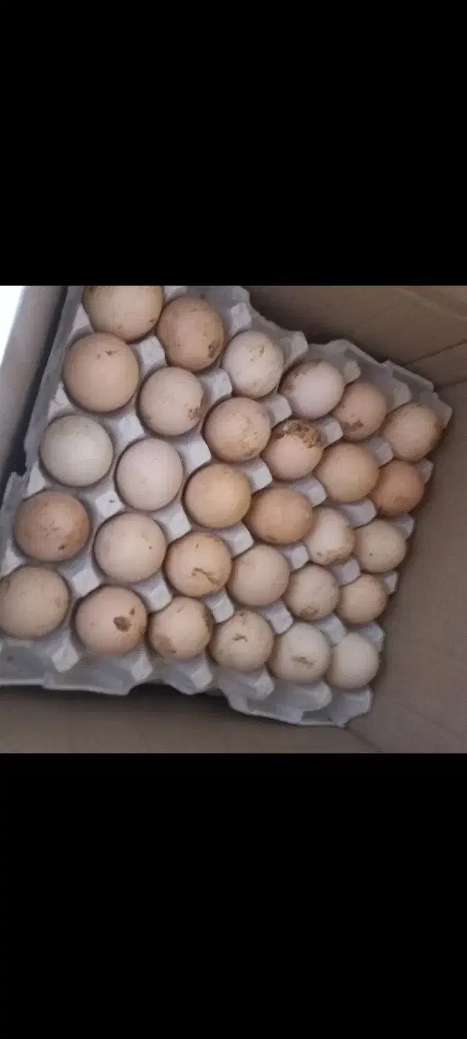 تخم مرغ بومی (محلی)|خوردنی و آشامیدنی|اصفهان, کشاورزی|دیوار