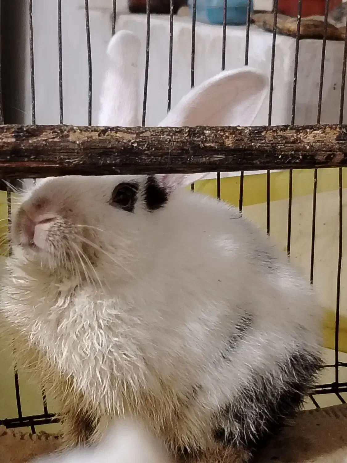 خرگوش|موش و خرگوش|برازجان, |دیوار