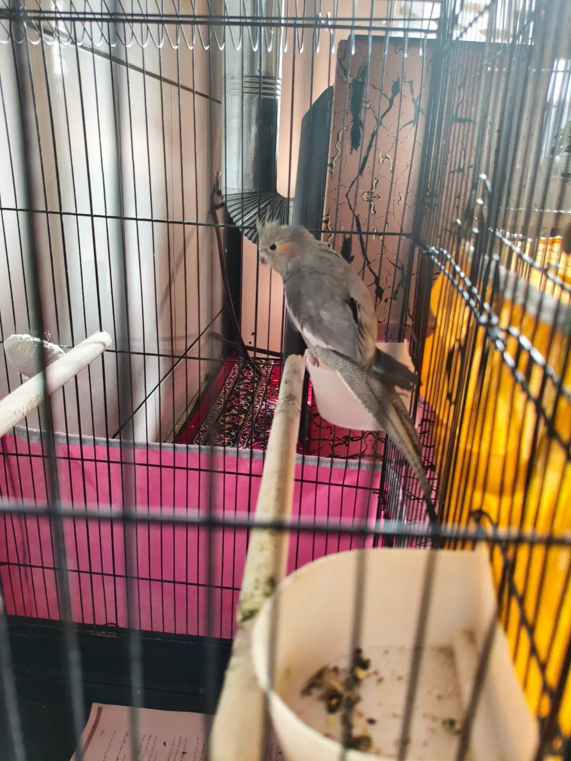 عروس هلندی|پرنده|بروجن, |دیوار