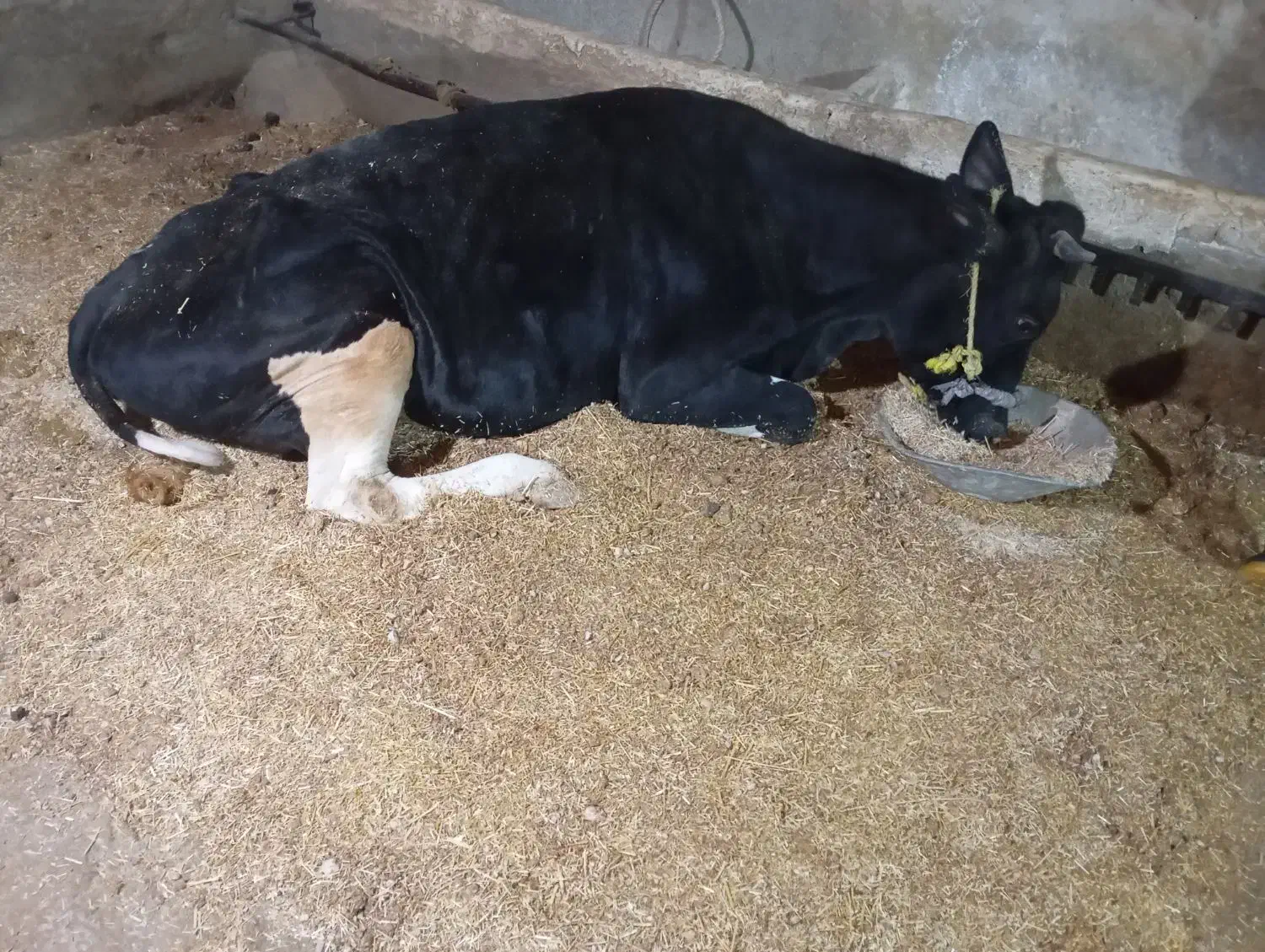 گاو|حیوانات مزرعه|سرپل ذهاب, |دیوار