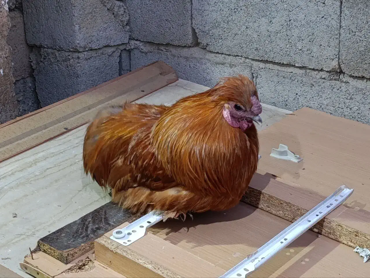 خروس دستی امپراتور|حیوانات مزرعه|تهران, مینای شمالی (مخبر)|دیوار