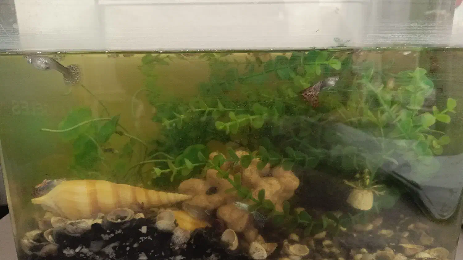 آکواریوم شرکتی محدب|ماهی|مشهد, جاهد شهر|دیوار