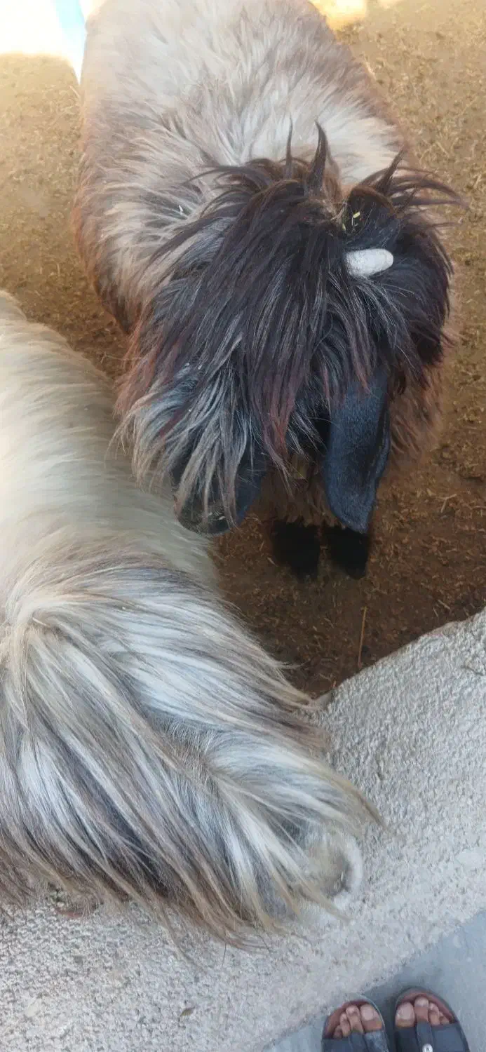 میش بختیاری|حیوانات مزرعه|ایذه, |دیوار