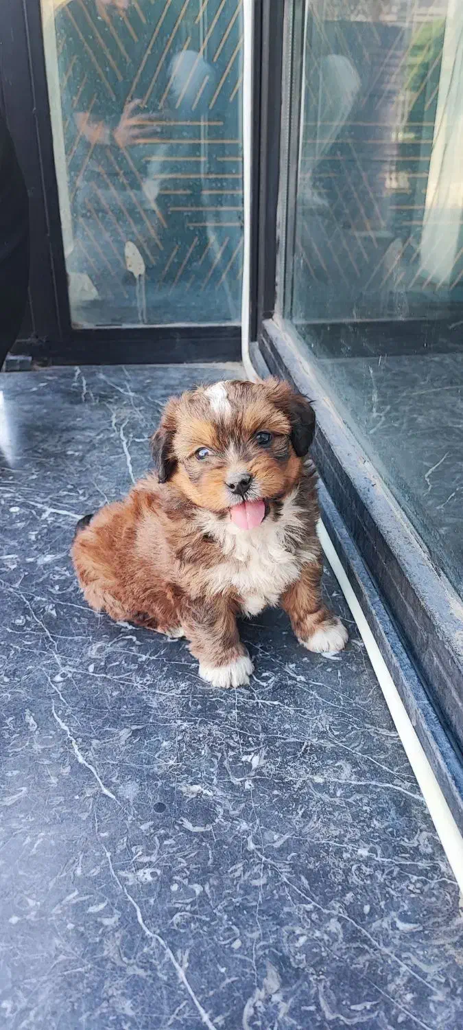 شیتزو. پودل|سگ|بیرجند, |دیوار