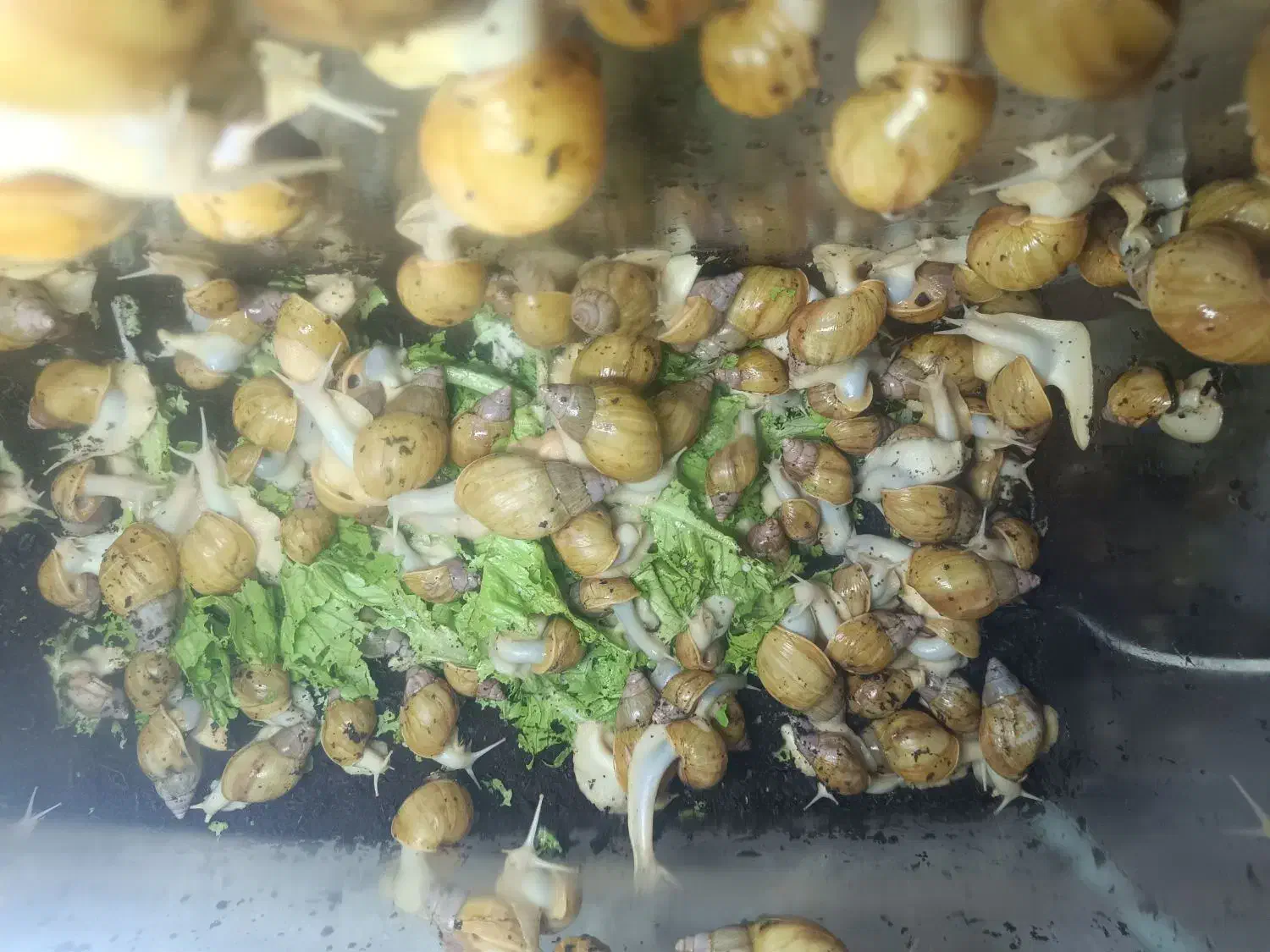 حلزون|خزنده|سمنان, |دیوار