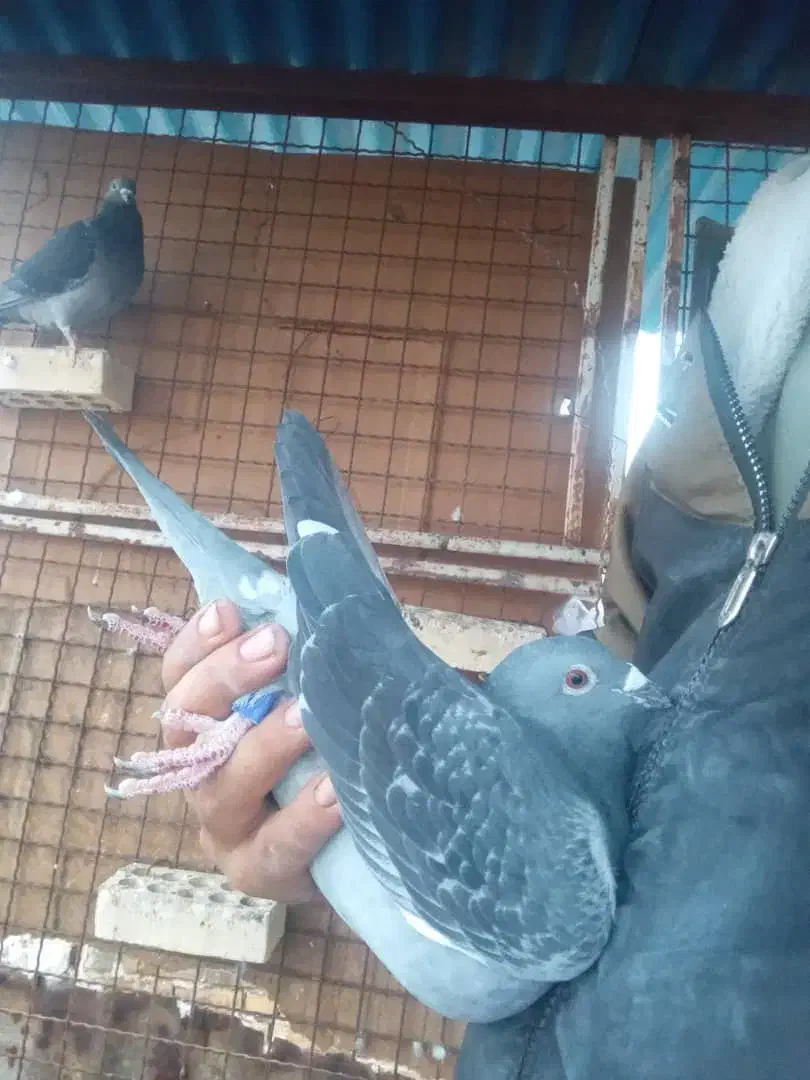 نر پلاکی وارداتی عراق|پرنده|کارون, |دیوار