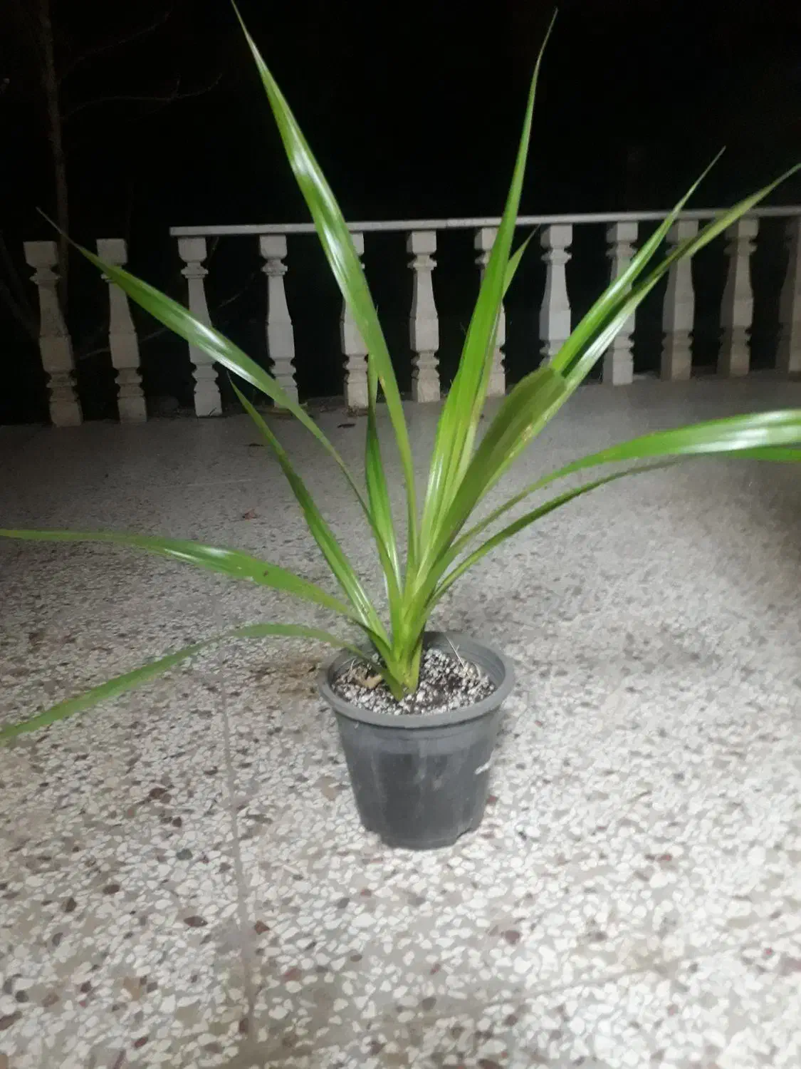 گل وگیاه|گل و گیاه طبیعی|گلبهار, شهر جدید گلبهار|دیوار