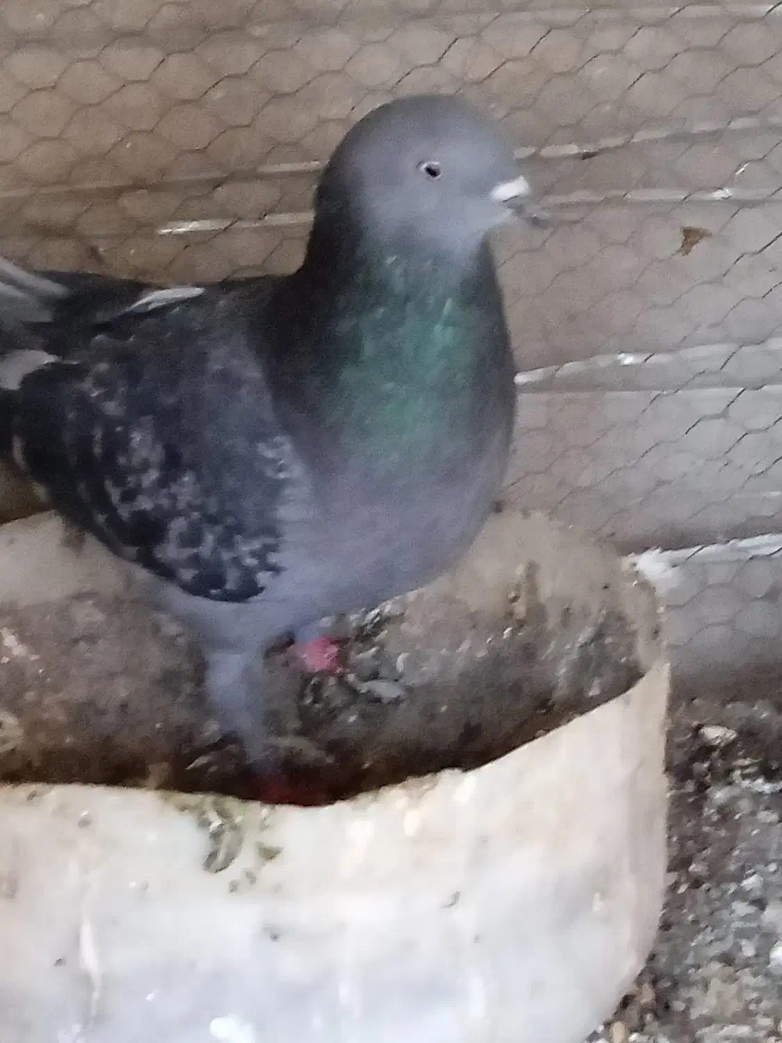 کبوتر|پرنده|قم, دروازه چوبی|دیوار