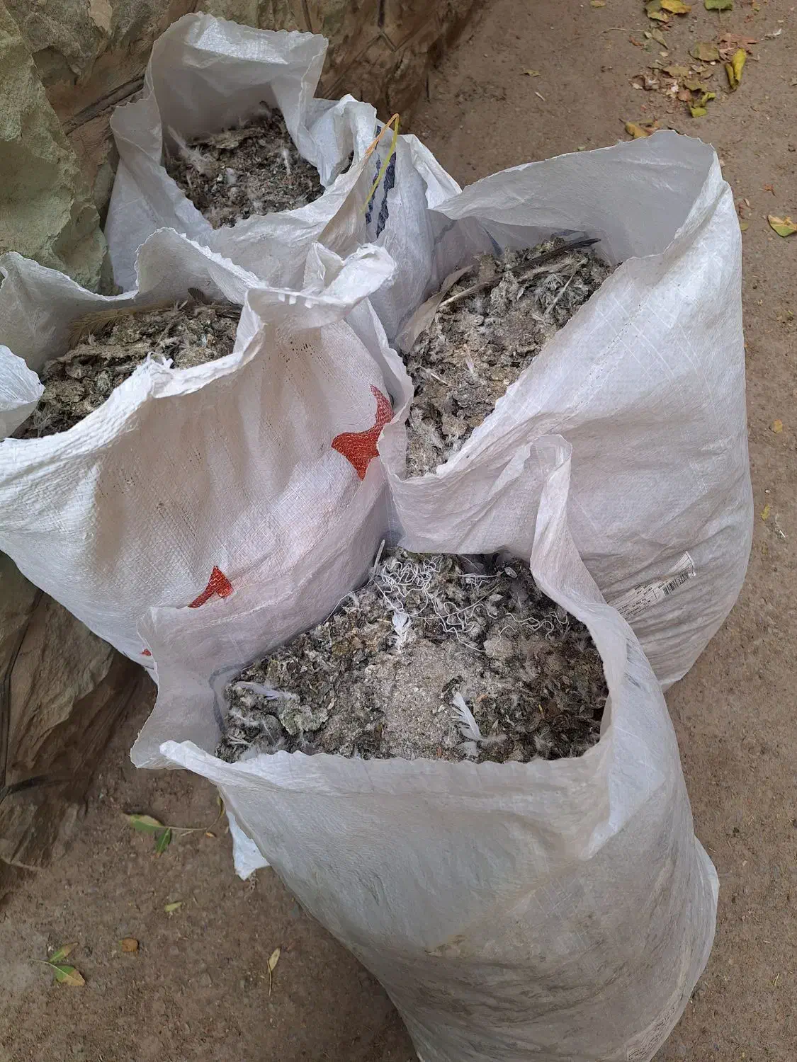 کودکبوتر وگوسفندی|گل و گیاه طبیعی|پردیس, شهرک صنعتی خرمدشت فاز ۷|دیوار