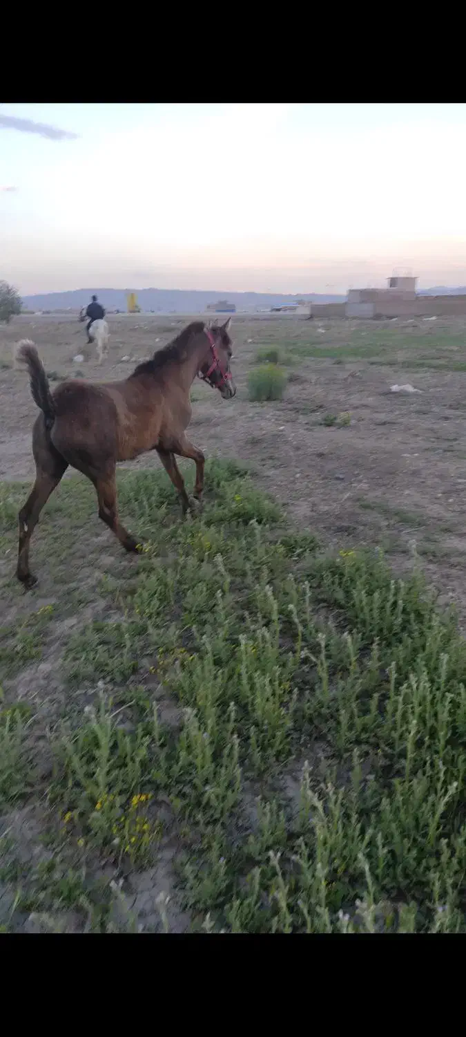 اسب مادیان به همراه کره نریان|اسب و تجهیزات اسبسواری|خوی, |دیوار