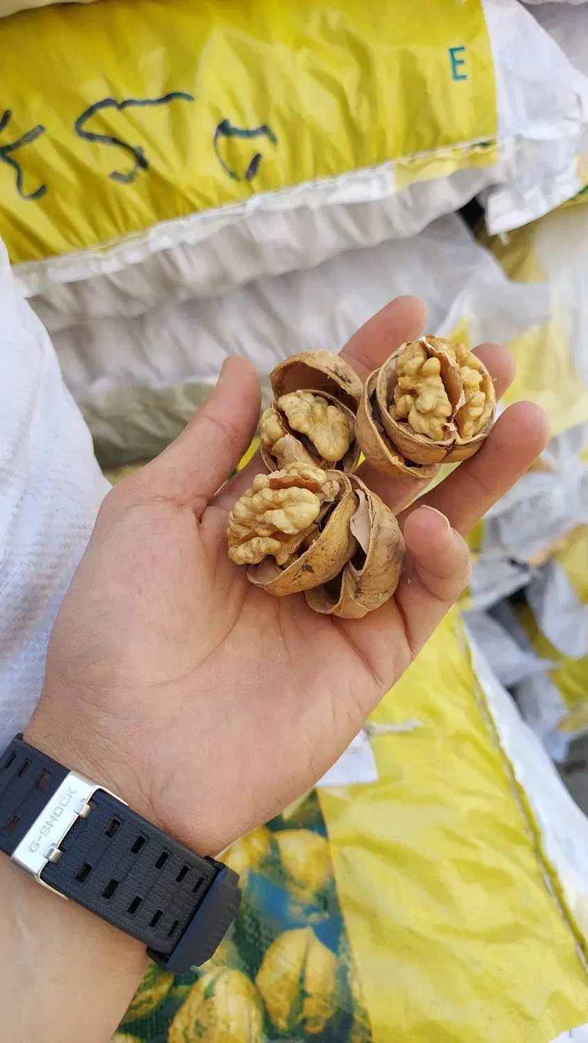 گردو پوست کاغذی|خوردنی و آشامیدنی|قم, شاه ابراهیم|دیوار