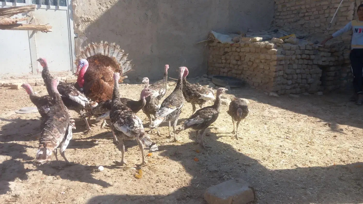 بقلمون محلی|حیوانات مزرعه|زهک, |دیوار