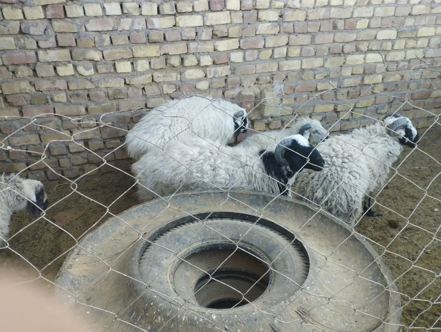 میش چاق بره چاق|حیوانات مزرعه|رفسنجان, |دیوار