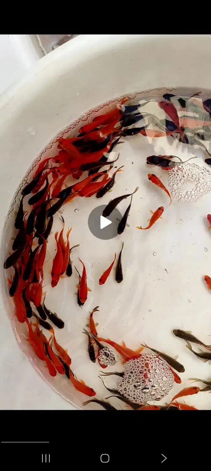 ماهی قرمز|ماهی|اسفراین, |دیوار