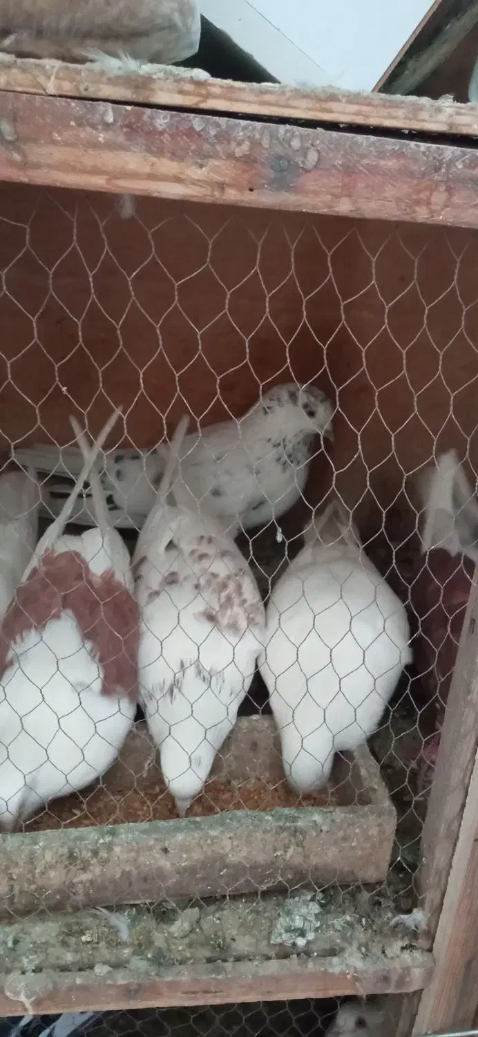 کبوتر|پرنده|قم, بکایی|دیوار