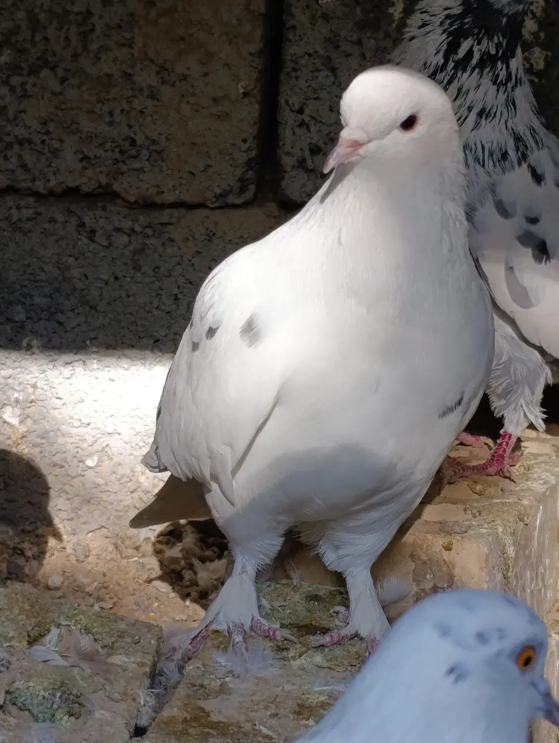 کبوتر|پرنده|پارسآباد, |دیوار