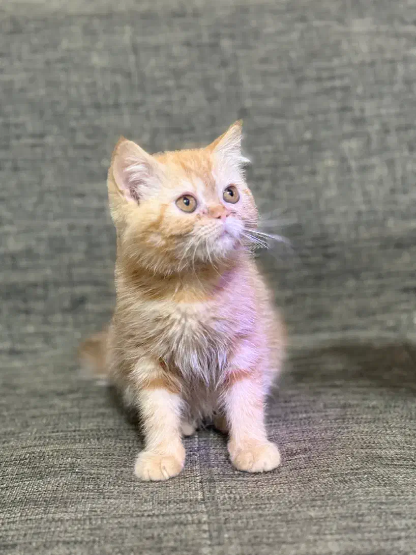 گربه اسکاتیش|گربه|زاهدان, |دیوار