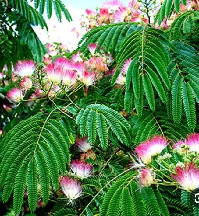 درخت ابریشم ، نهال ابریشم ،گلخانه نهالستان در مشهد|گل و گیاه طبیعی|مشهد, خواجه ربیع|دیوار