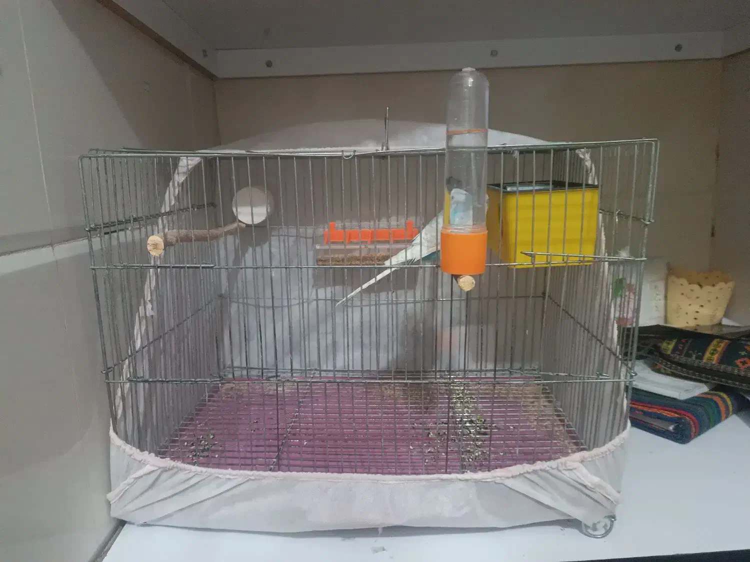 مرغ عشق باقفس باغذاخوری وآب خوری و ارزن کتان|پرنده|طبس, |دیوار