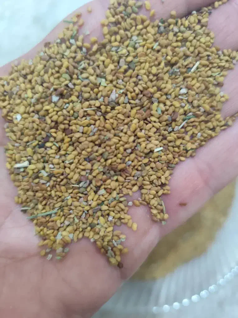 بذر یونجه|خدمات باغبانی و درختکاری|بوشهر, |دیوار