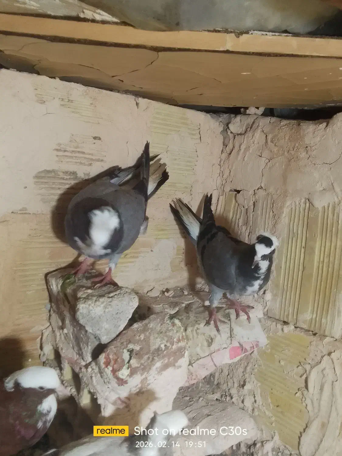 کبوتر..|پرنده|سراجو, |دیوار