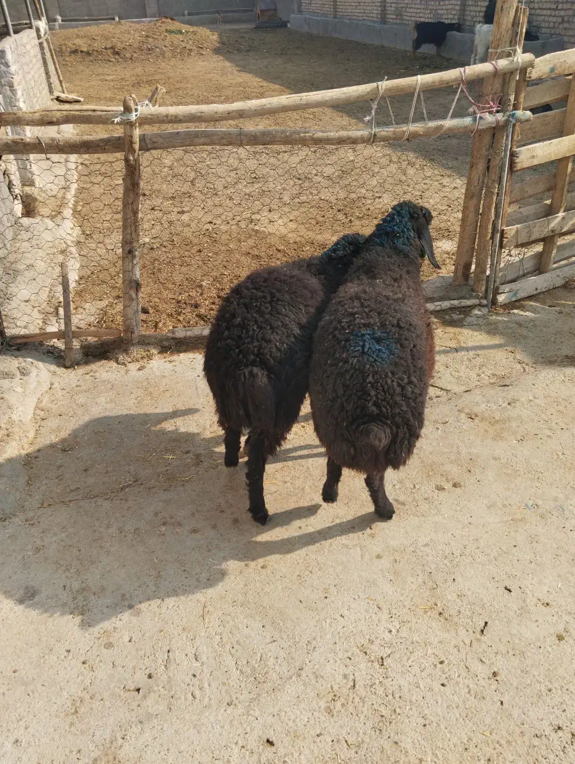 بره بره|حیوانات مزرعه|پیشوا, |دیوار