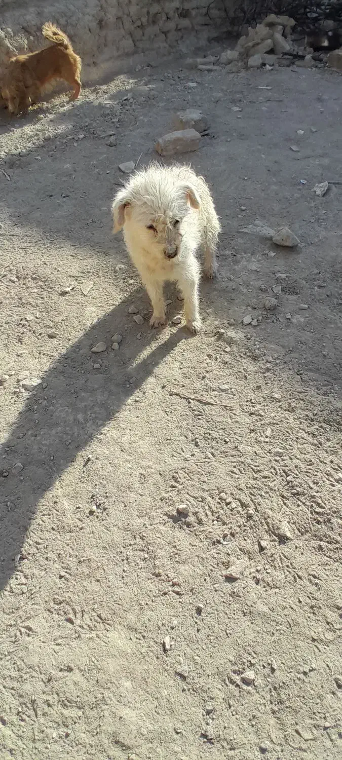 سگ پا کوتاه بازیگوش|سگ|کبودرآهنگ, |دیوار