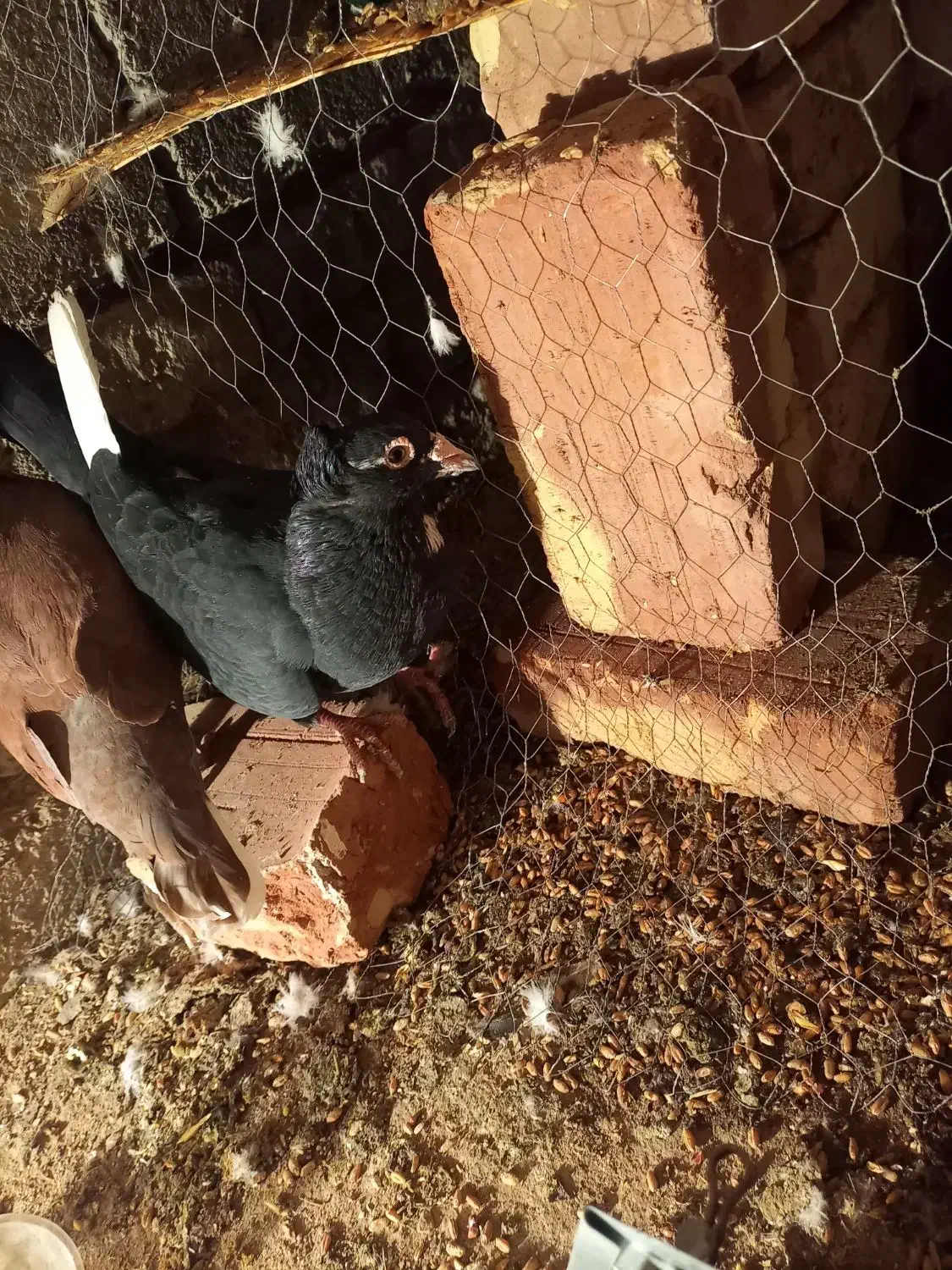 نر پلنگ کاکل|پرنده|زاهدان, |دیوار