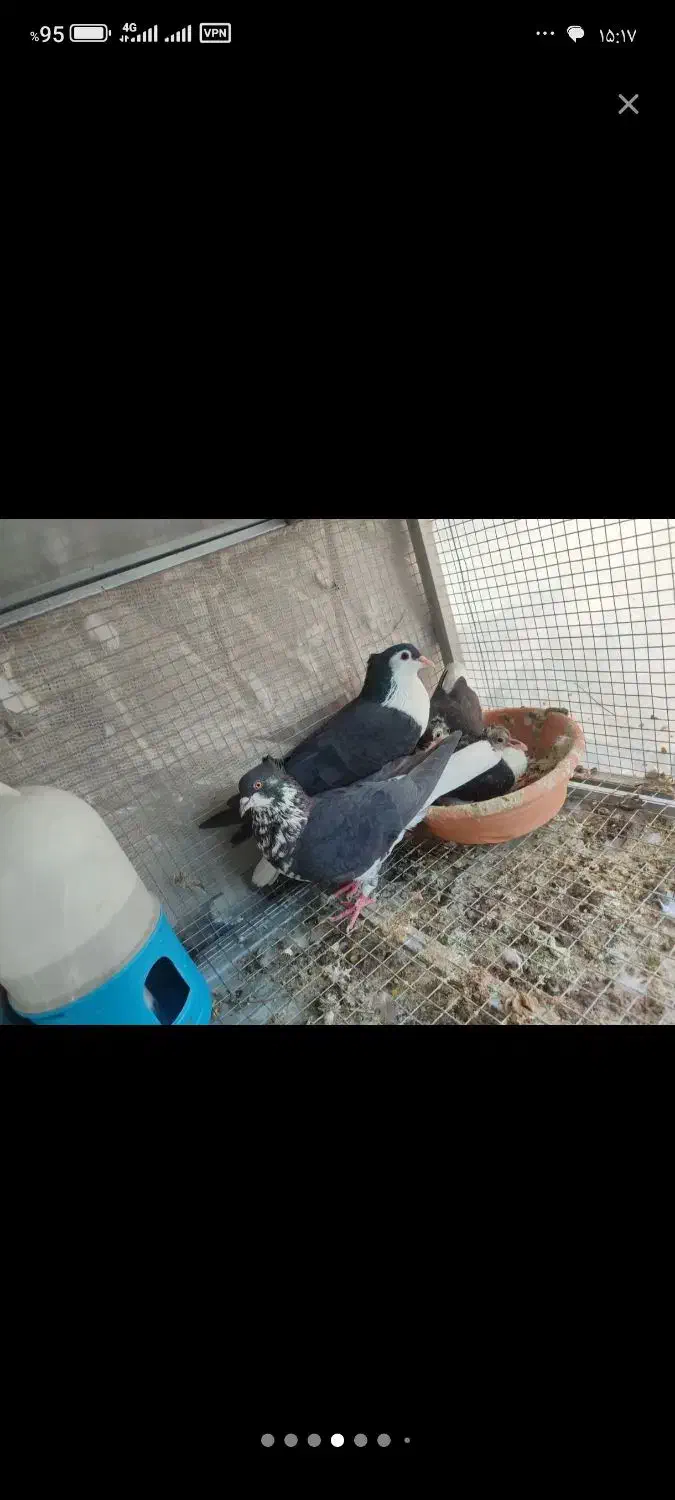 خوشرنگ|پرنده|فولادشهر, B7|دیوار