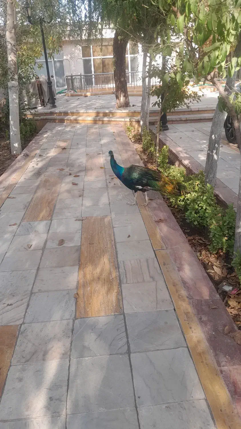 طاووس|پرنده|مشهد, وکیلآباد|دیوار