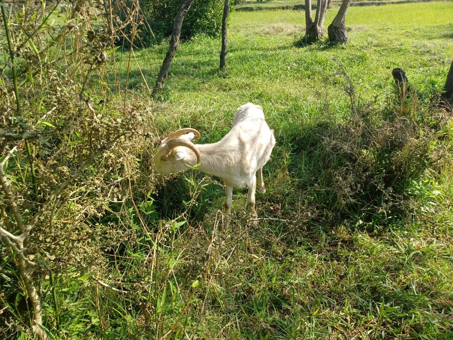 ماده بز و نر بز آلپاین|حیوانات مزرعه|لاهیجان, بازکیاگوراب|دیوار