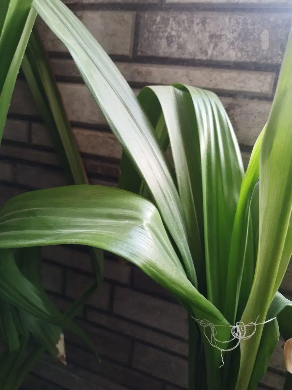 ده تا گل فقط ۵۰۰ دونی ۵۰|گل و گیاه طبیعی|یاسوج, |دیوار