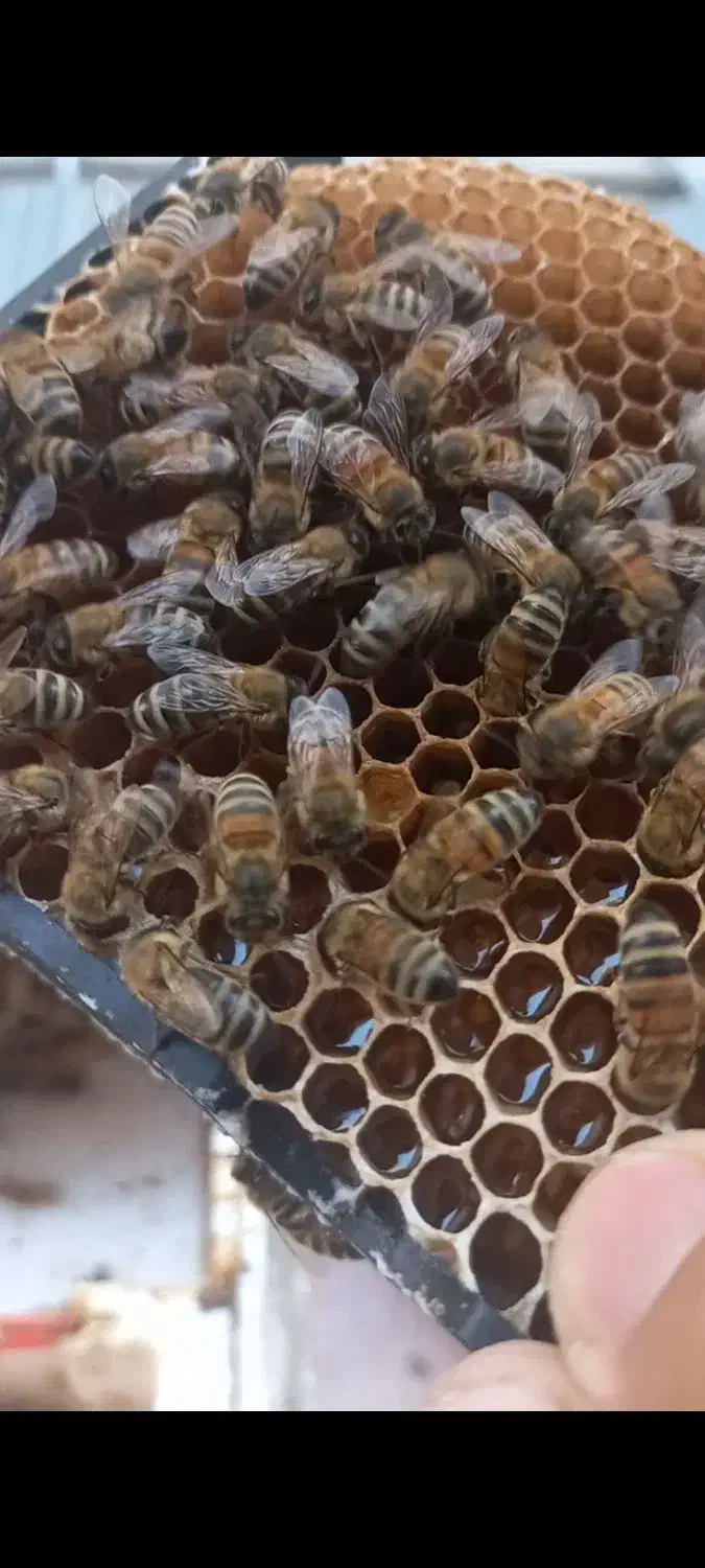 کندو زنبور عسل|حیوانات مزرعه|تهران, تهرانپارس جنوبی|دیوار