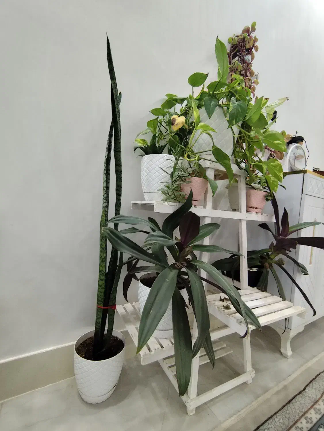 همه گل ها با هم|گل و گیاه طبیعی|تربتحیدریه, داروپخش|دیوار