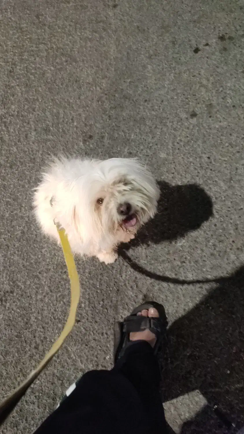 سگ شیتزو|سگ|اندیمشک, |دیوار