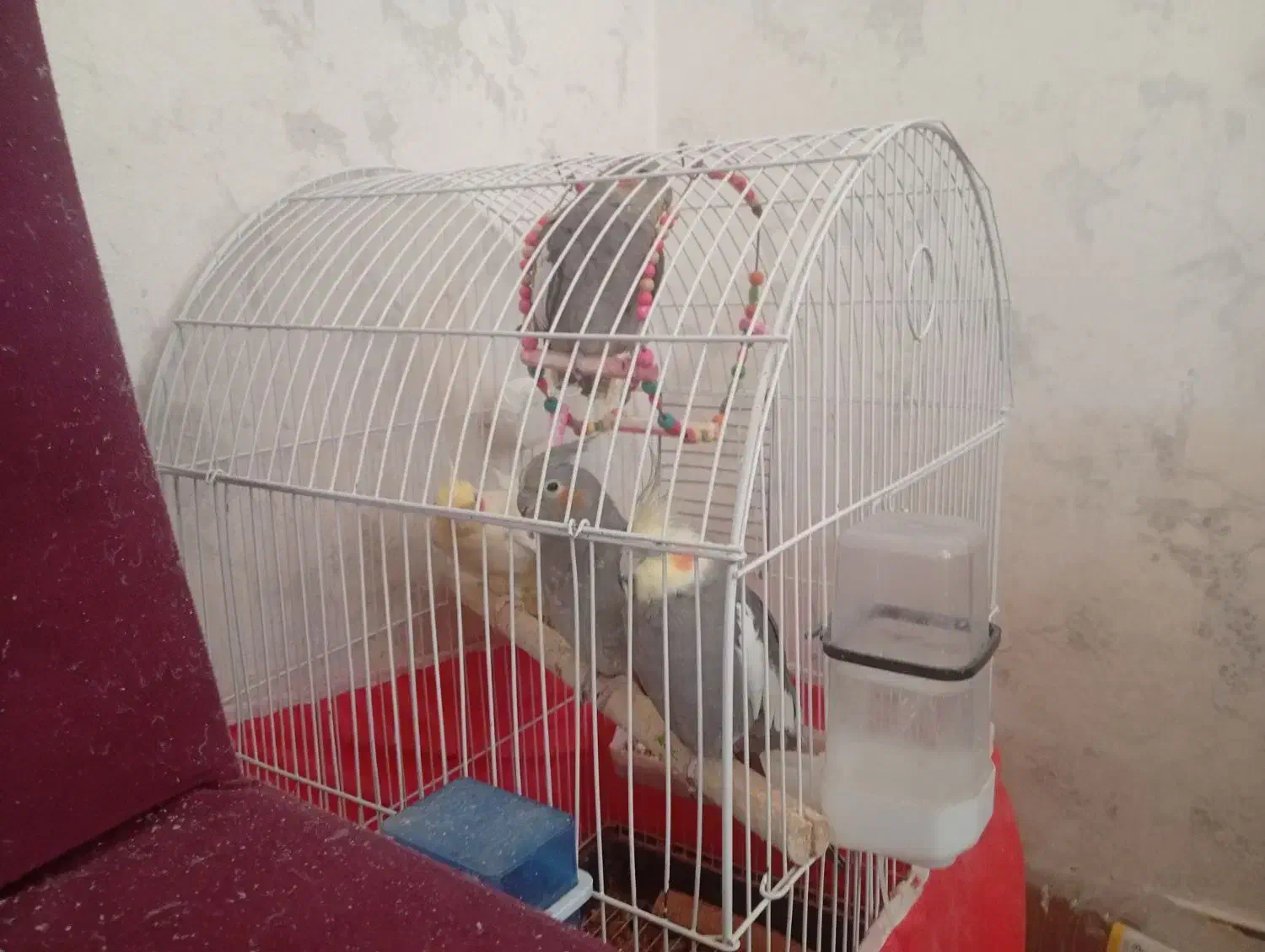 دو جفت عروس هلندی نر و ماده|پرنده|چهاردولی, |دیوار