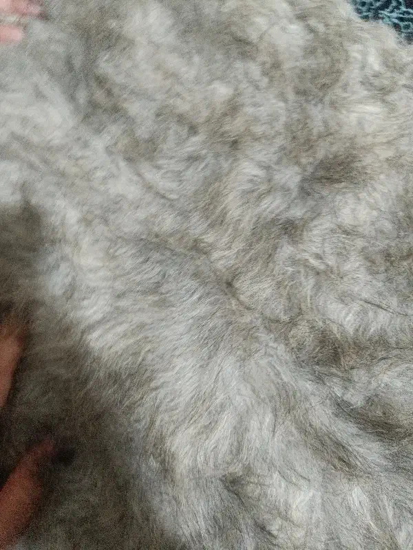 پارچه خز|رختخواب، بالش، پتو|باغستان, |دیوار